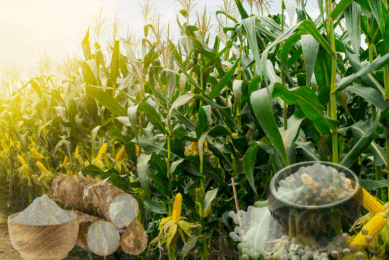 A group of Indonesian researchers claimed that a mix of sago and cassava has been proved as a viable alternative to corn in feeding chickens. Photo: Canva