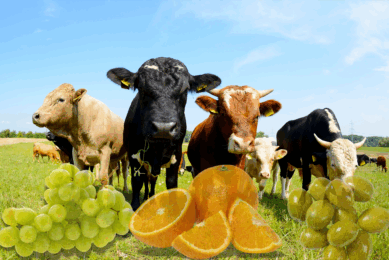Researchers have revealed 3 validated value chains that have the potential through the circular economy to cut waste, reduce costs and open new market opportunities for the livestock sector. Photo: Canva