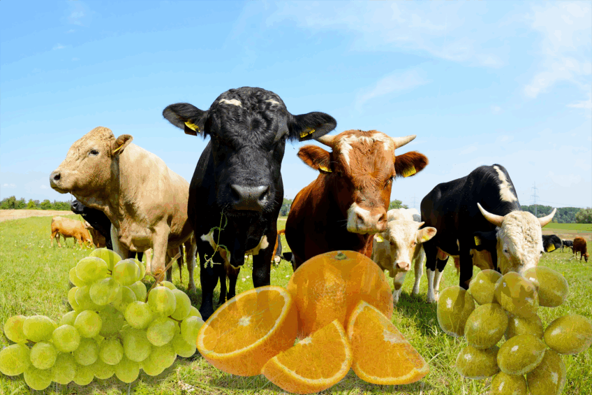 Researchers have revealed 3 validated value chains that have the potential through the circular economy to cut waste, reduce costs and open new market opportunities for the livestock sector. Photo: Canva