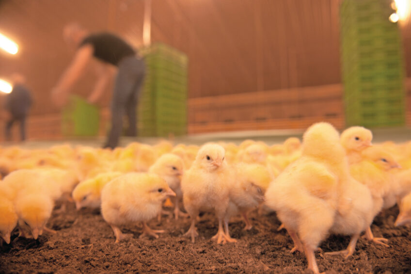 Over 40% of Canadian broiler flocks are being produced without Category III antibiotics. Photo: Mark Pasveer