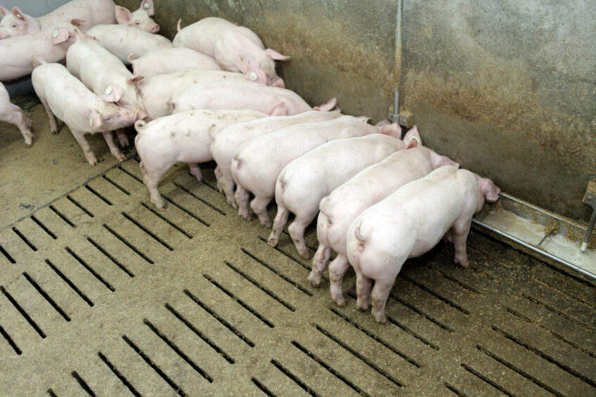 Weaned piglets stood side by side at a trough. These animals were not involved in the described trial. Photo: Henk Riswick