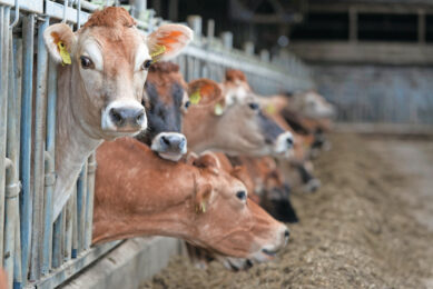 Anything that improves feed efficiency and productivity or cuts waste can also reduce a farm’s carbon footprint and boost profitability. Photo: Lex Salverda