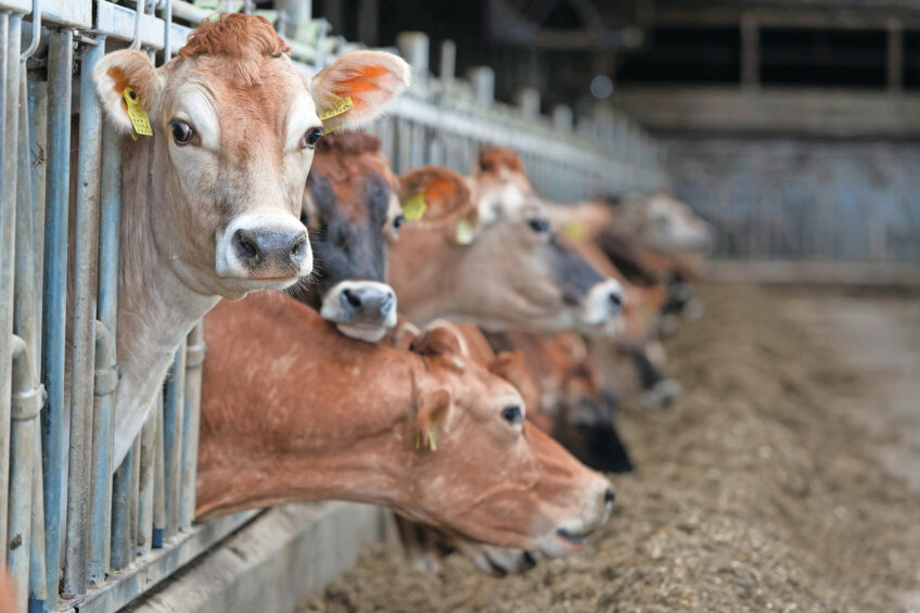 Anything that improves feed efficiency and productivity or cuts waste can also reduce a farm’s carbon footprint and boost profitability. Photo: Lex Salverda
