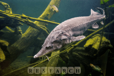 Salmon by-products fuel breakthrough in sturgeon feed