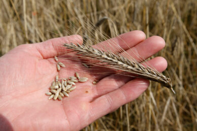 Rye could be a nutritionally viable alternative grain for pork producers in Ireland. Photo: Bert Jansen