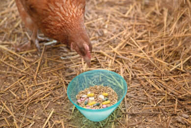 Demand for antibiotic-free feed is increasing globally, and the European Union have already legislated to limit the presence of antibiotics in feed. Photo: GMP+.