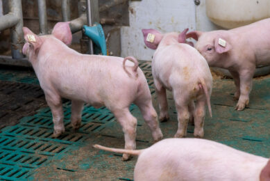 If all goes to plan, by 2030 pig tails in the Netherlands will no longer be docked. Photo: Koos Groenewold