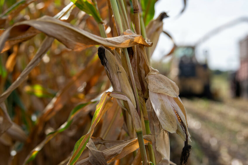 French farmers are expected to harvest 13.5 million tons of grain maize this season. Photo: Mark Pasveer.