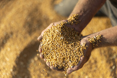 Sudan’s conflict drives feed crisis, threatening livestock and farmers’ survival