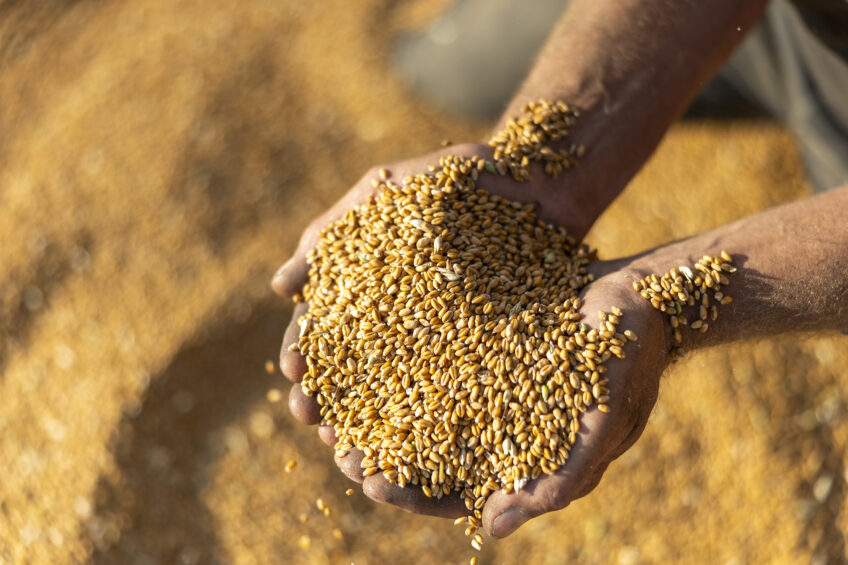 Sudan’s conflict drives feed crisis, threatening livestock and farmers’ survival