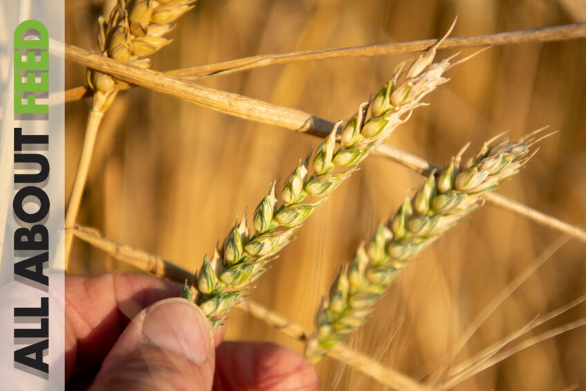 The impact of mycotoxins in All About Feed 5