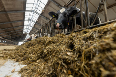 Being vigilant and aware are a producer’s best strategy for managing mycotoxins. Photo: Koos Groenewold