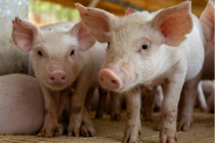 The use of selected sensory solutions in the diet can help to limit the feed neophobia and increase the intake of pigs at weaning. Photo: Phodé