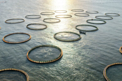 Workers are carrying out aquaculture production work at the large yellow croaker aquaculture base in Dinghai Bay, Lianjiang County, Fuzhou City, Fujian Province. Photo: ANP