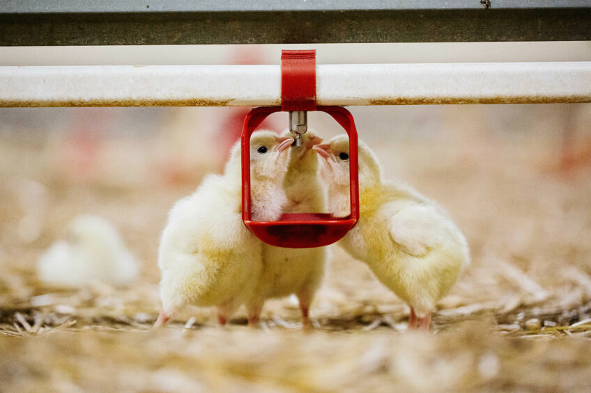 Mycotoxin contamination remains a major challenge, but the real risk comes from exposure to low doses and multiple toxins that fall below traditional control thresholds. Photo: Olmix