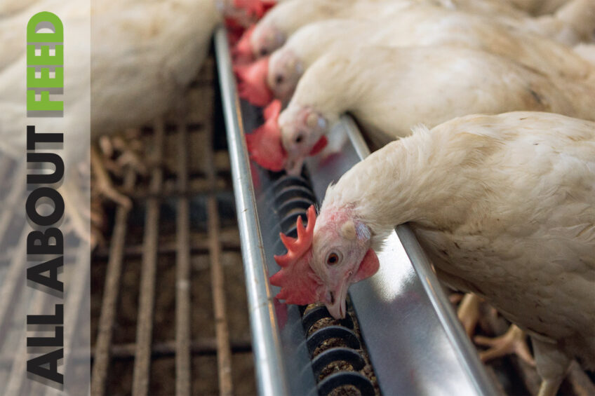 Optimising hen diets in All About Feed 6