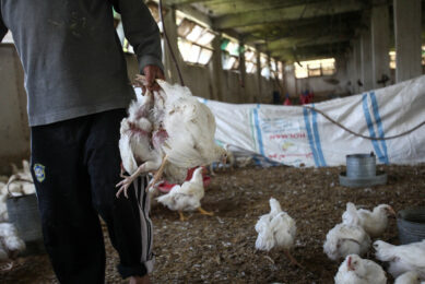 An Egyptian worker carries white chicken in a chicken farm in Sombokht village about 140 km north of Cairo, before the start of the process of selling chicken. Photo: ANP (Xinhua/Amru Salahuddien) (dtf) Xinhua News Agency / eyevine
