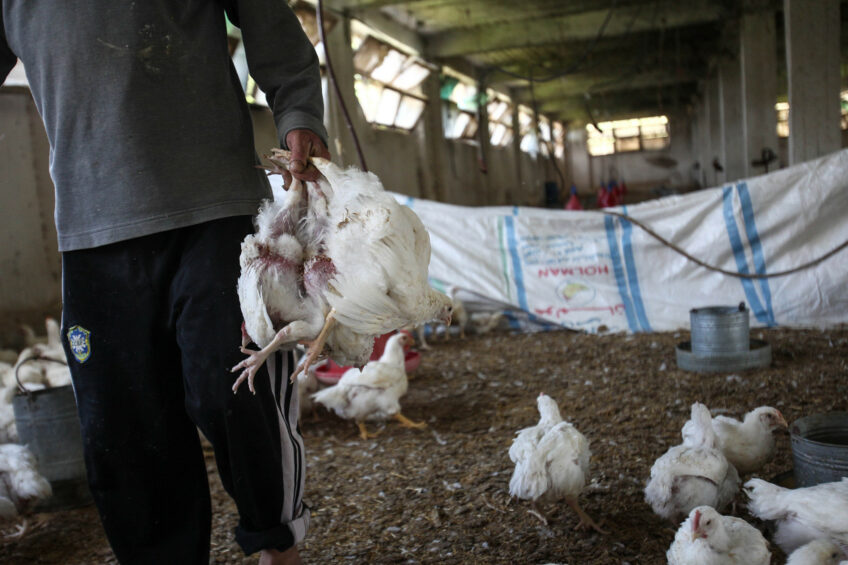 An Egyptian worker carries white chicken in a chicken farm in Sombokht village about 140 km north of Cairo, before the start of the process of selling chicken. Photo: ANP (Xinhua/Amru Salahuddien) (dtf) Xinhua News Agency / eyevine