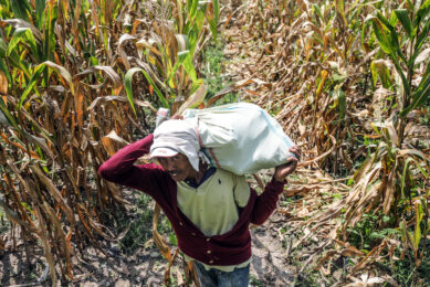 An Indonesian worker carries a bag of harvested corn at a field in Medan, North Sumatra, Indonesia. Photo: ANP (EPA/DEDI SINUHAJI)