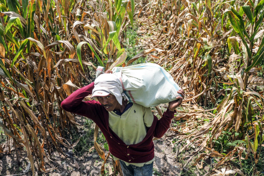 An Indonesian worker carries a bag of harvested corn at a field in Medan, North Sumatra, Indonesia. Photo: ANP (EPA/DEDI SINUHAJI)