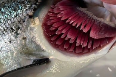 Strategies for skin and gill protection in aquaculture