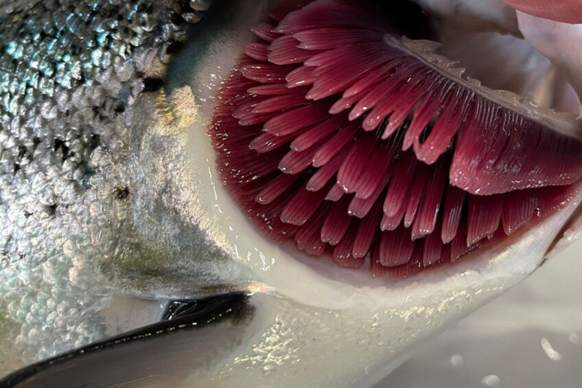 Strategies for skin and gill protection in aquaculture