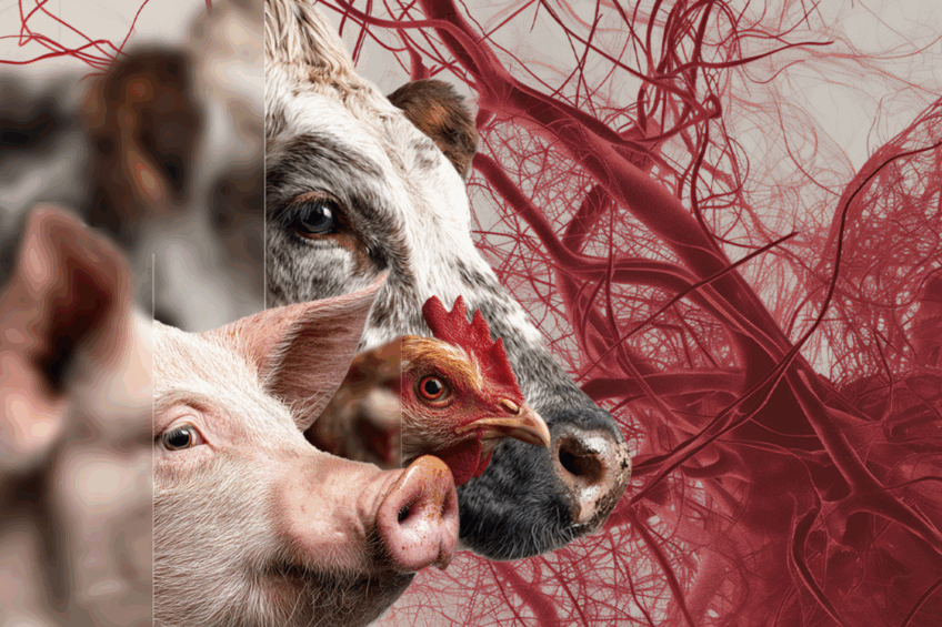 FTA cards make blood sampling quick and simple: delivering reliable results across poultry, swine, and ruminants. Photo: Innovad