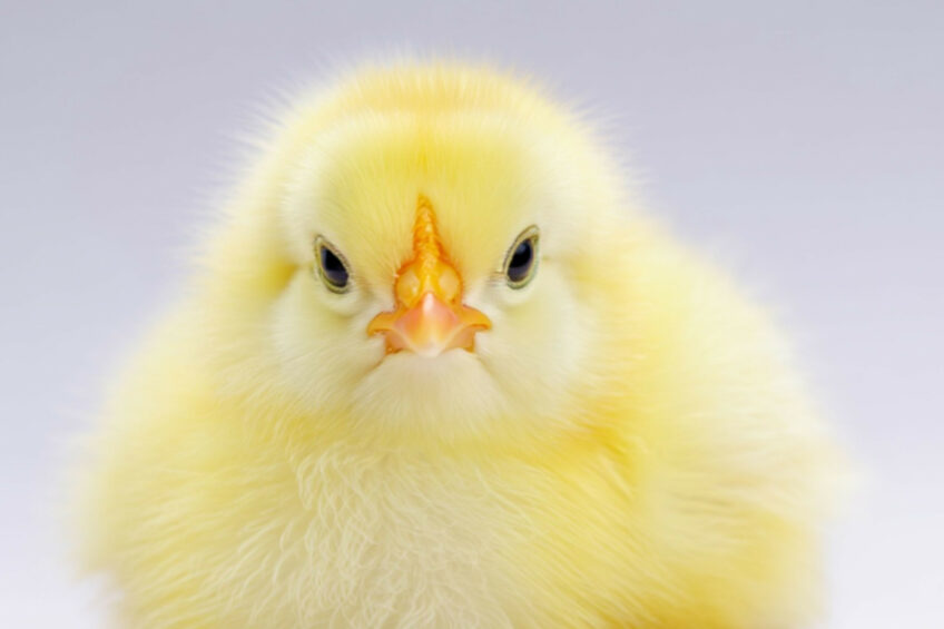 Ensuring chicks receive optimal nutrition is paramount as it influences their early development, health, and long-term productivity. Photo: Generated with the help of AI (Reve.art)