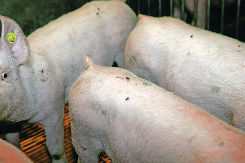 Pig farmers are very keen to keep fly pressure on their farms under control. Flies are proven disease vectors and can cause stress in pigs. Photo: Jan Willem Schouten.