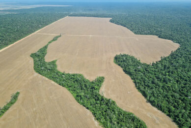 The Amazon rainforest near the Brazilian city of Belém. Photo: Larissa Schwedes/dpa
