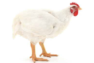 In poultry, the digestive transit time is short. This creates a narrow window for spore-based probiotics to activate and exert their effects. Photo: Evonik