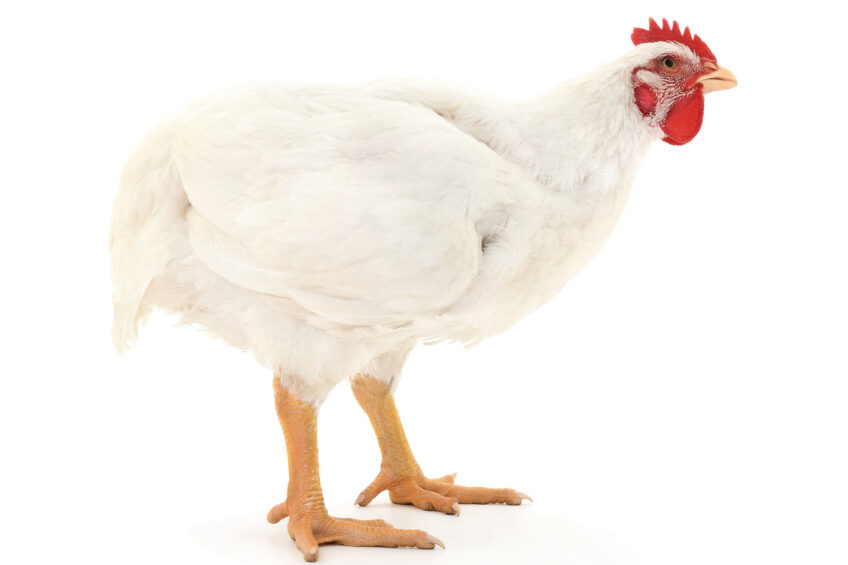 In poultry, the digestive transit time is short. This creates a narrow window for spore-based probiotics to activate and exert their effects. Photo: Evonik