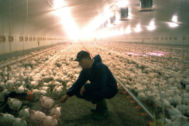 Feed sanitisation should be viewed as an integral component of modern poultry production systems. Photo: Supplied