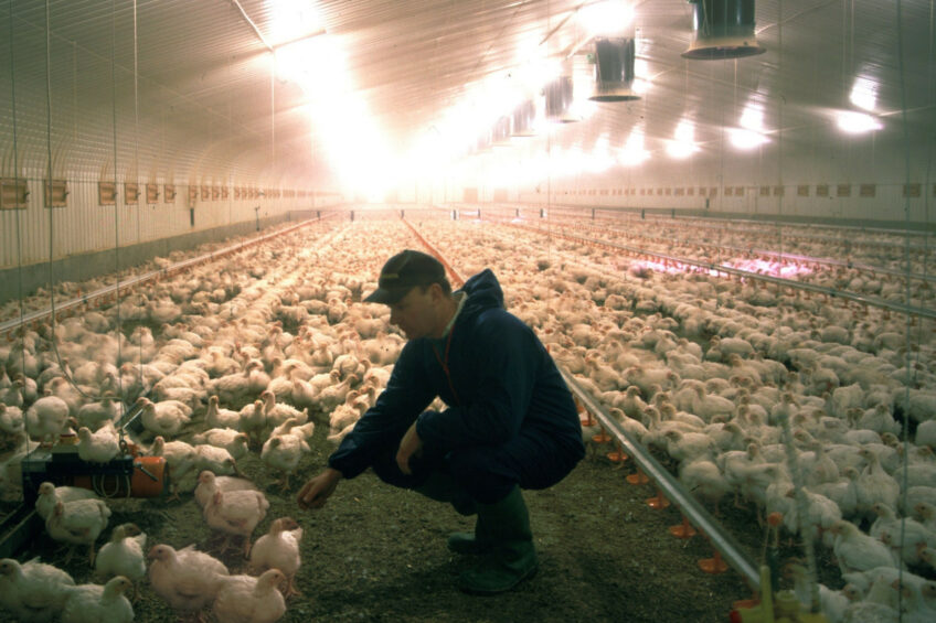 Feed sanitisation should be viewed as an integral component of modern poultry production systems. Photo: Supplied
