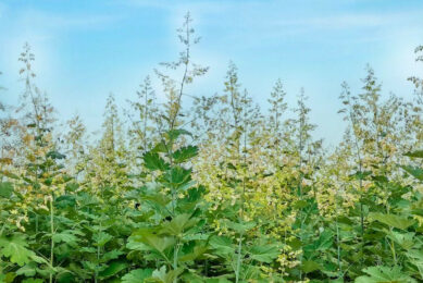 From field to feed, Macleaya cordata is sustainably cultivated and processed through Vnzymes' complete supply chain to deliver scientifically validated biosolutions for modern animal production. Photo and images: Victory Enzymes