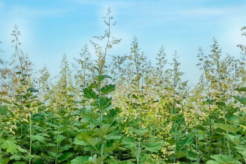 From field to feed, Macleaya cordata is sustainably cultivated and processed through Vnzymes' complete supply chain to deliver scientifically validated biosolutions for modern animal production. Photo and images: Victory Enzymes