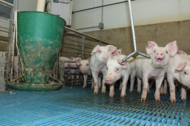 Why better feed data matters for pork carbon footprints