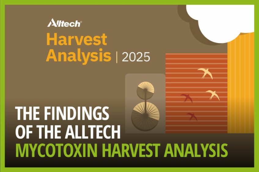 VIDEO: Delving into the finesse of the Alltech Mycotoxin Harvest Analysis