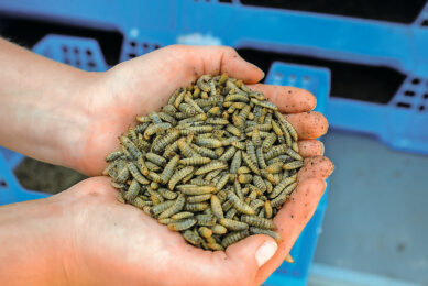 By law, only live larvae can be used in pig nutrition. Photo: Top Agrar