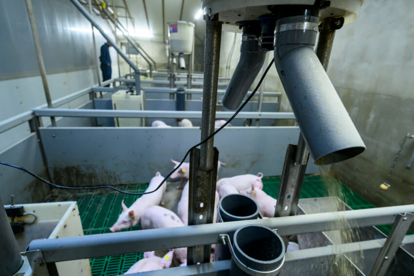 The Pulsfeeder is mounted on the pen divider. One straw dispenser for every 2 pens is sufficient. Photos: Frans Uijlenbroek