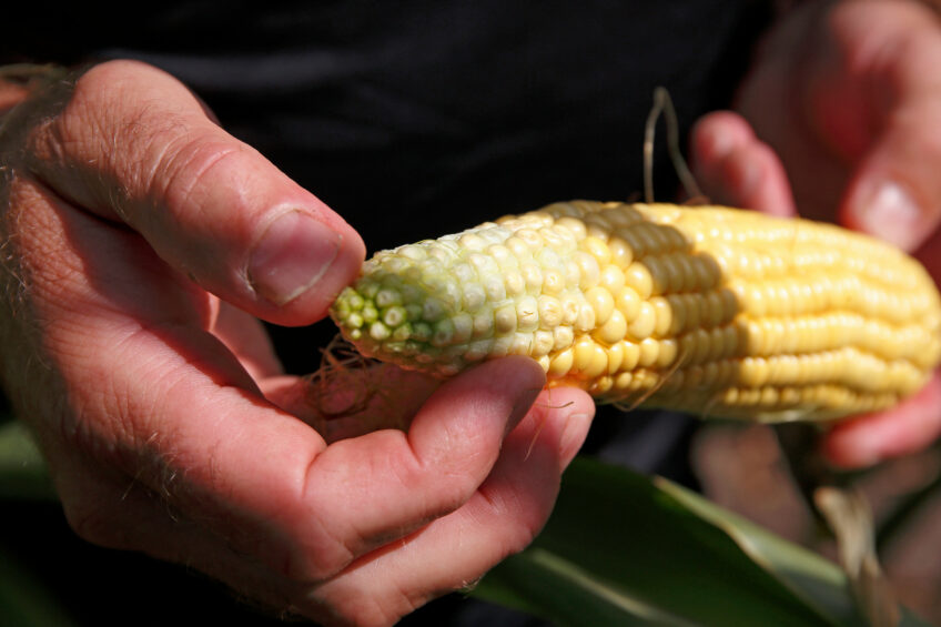 Maize is particularly susceptible to contamination with fumonisins and other mycotoxins, especially under warm, humid conditions – making it a key risk ingredient in global animal feed. Photo: Hans Prinsen