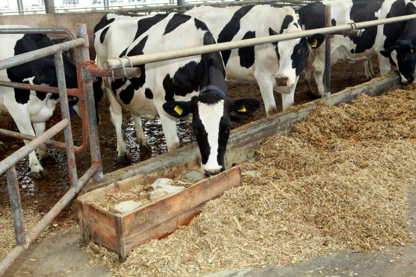 Dairy farm Terezyne, Ukraine. Photo: Henk Riswick