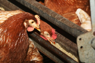 Many respondents opposed the changes due to ethical reasons and concerns that porcine PAP is not part of a chicken’s natural diet. Photo: Henk Riswick