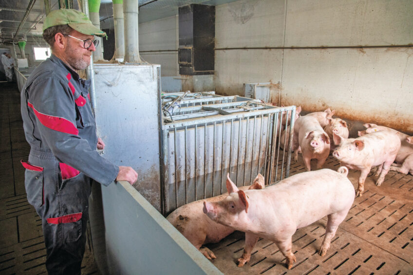A section contains 280 pigs divided into 4 pens. Each pen has 2 GFI selfifeeders. Photos: Twan Wiermans