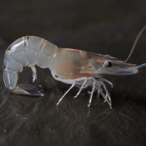 Studies show that chicken soluble hydrolysates are potential sustainable alternatives to fishmeal in the diets of Pacific white shrimp. Photo: Reve Image