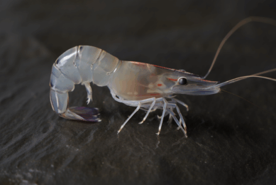 Studies show that chicken soluble hydrolysates are potential sustainable alternatives to fishmeal in the diets of Pacific white shrimp. Photo: Reve Image