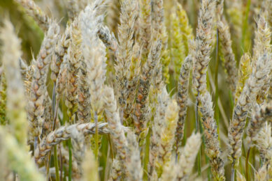 Fusarium mycotoxins rarely occur in isolation. The literature consistently shows that combinations of DON, FUM, and ZEN, together with NIV, ENN, and BEA, amplify toxic effects through complementary pathways. Photo: AdobeStock
