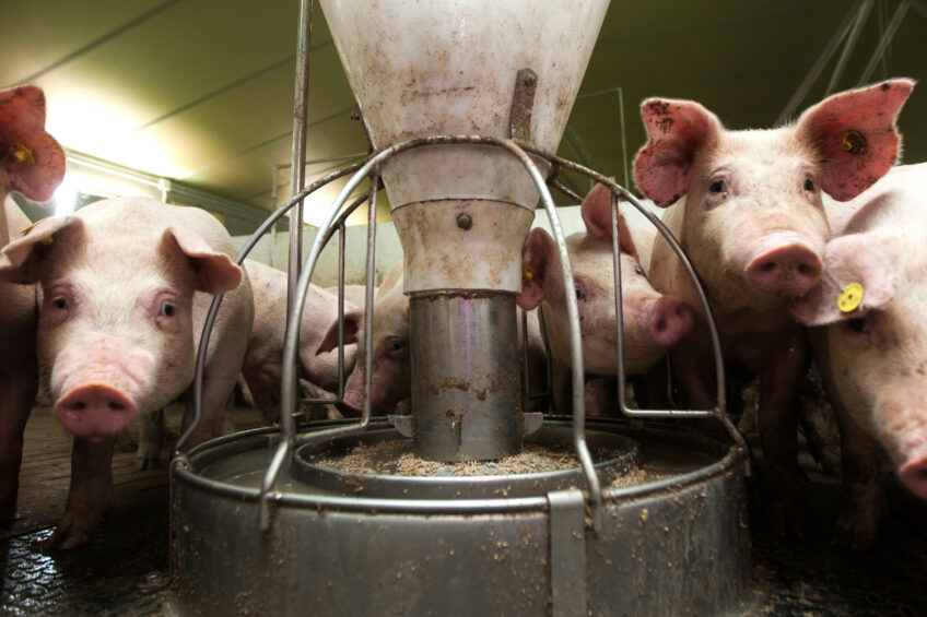 In Poland, pig feed production is projected to rise by 2.7%; however, in other countries, production is expected to decline due to African swine fever. Photo: Henk Riswick