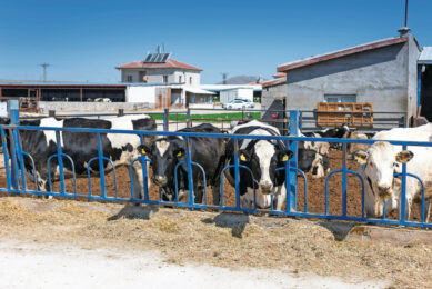 According to the FAS USDA, in 2026, Turkey's cattle inventory is projected to fall by 4% to 14.3 million head. Photo: Mark Pasveer