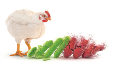 Probiotic effectiveness in animal nutrition may depend less on strain stability and more on how quickly and consistently the product becomes active in the gut. Photo" Evonik Animal Nutrition
